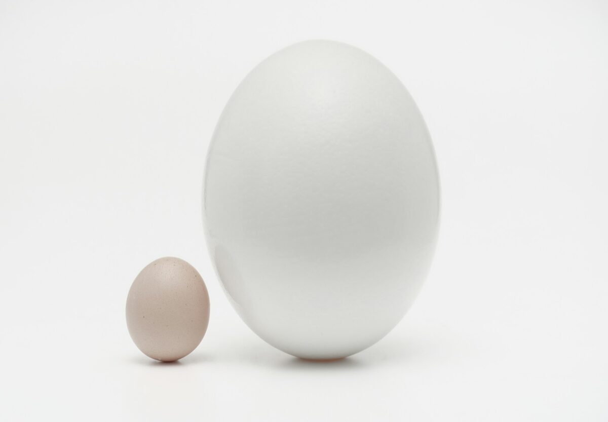 VSP Erding Ein kleines braunes Ei steht links neben einer viel größeren, glatten weißen Kugel, beide vor einem schlichten weißen Hintergrund - ein Symbol für den Kontrast, ähnlich wie ein Anwalt Erbrecht Erding, der Mandanten durch komplexe Unterschiede führt. Rechtsanwalt Erding